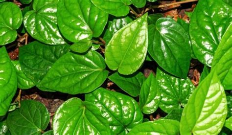 betel leaves pronunciation|Betel Leaf .